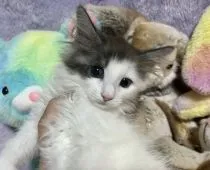 サイベリアン【千葉県・男の子・2022年3月27日・ブラック&ホワイト】の写真1