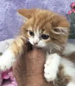 ノルウェージャンフォレストキャット【千葉県・女の子・2018年5月28日・レッドタビー&ホワイト】の写真1