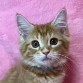 ミヌエット(長足)【千葉県・男の子・2024年9月6日・レッドタビー&ホワイト】の写真1