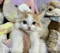 サイベリアン【千葉県・男の子・2021年12月18日・レッド&ホワイト(ブルーリボン)】の写真1