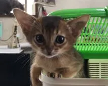 アビシニアン【千葉県・男の子・2018年1月13日・ルディ】の写真1「父親はCFAのグランドチャンピオンです。」