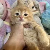 サイベリアン【千葉県・男の子・2022年7月20日・レッドタビー】の写真1