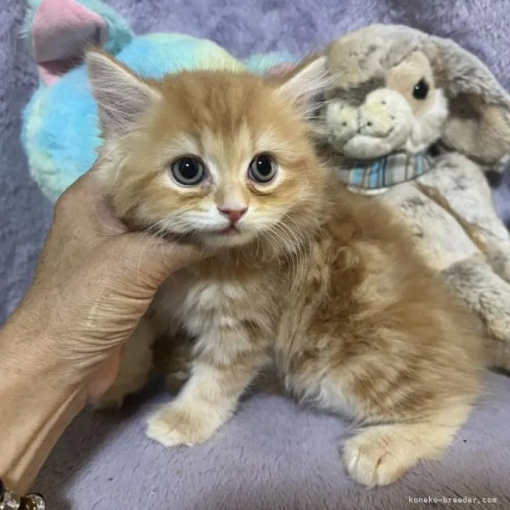 ID：2207-00299の子猫
