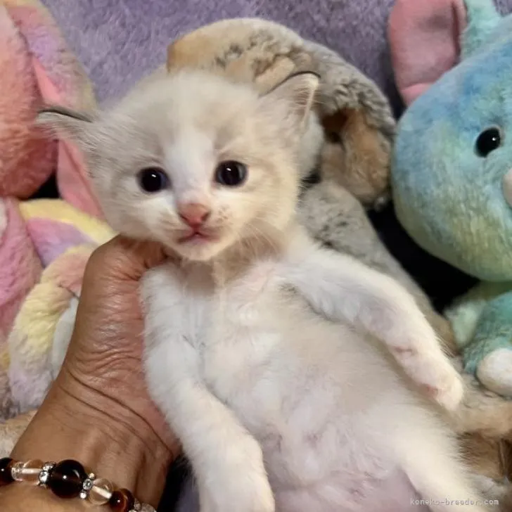 ID:2208-00477の子猫