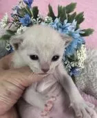 トンキニーズ【千葉県・男の子・2018年4月2日・プラチナ ミンク】の写真2「ばつくの青い花が良く似合います。」