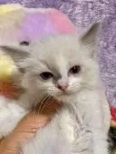 ラグドール【千葉県・女の子・2020年3月30日・シールポイントバイカラー】の写真2
