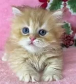 ミヌエット(短足)【千葉県・男の子・2024年9月21日・レッドタビー&ホワイト】の写真2