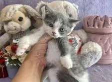 ブリティッシュショートヘア【千葉県・女の子・2021年11月13日・ブルー&ホワイト 赤リボン】の写真2