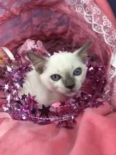 トンキニーズ【千葉県・女の子・2019年2月20日・プラチナ ミンク】の写真2