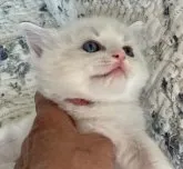 ラグドール【千葉県・女の子・2023年2月9日・ブルーポイント】の写真2