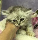 ラガマフィン【千葉県・男の子・2018年4月29日・シルバータビー】の写真2