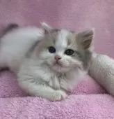 ラガマフィン【千葉県・女の子・2018年2月12日・ダイリュート  キャリコ】の写真2「ちょっと、お澄まし。」