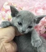 ロシアンブルー【千葉県・男の子・2019年1月10日・ブルー】の写真2