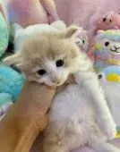 ノルウェージャンフォレストキャット【千葉県・男の子・2020年6月14日・クリームタビー&ホワイト】の写真2