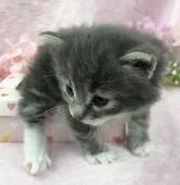 ノルウェージャンフォレストキャット【千葉県・女の子・2019年1月16日・ブルータビー&ホワイト】の写真2