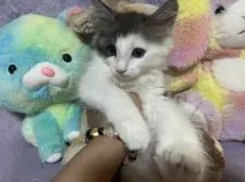 サイベリアン【千葉県・男の子・2022年3月27日・ブラック&ホワイト】の写真2