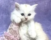 サイベリアン【千葉県・女の子・2023年5月30日・クリーム】の写真3