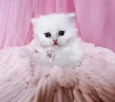 ラガマフィン【千葉県・女の子・2023年11月22日・クリーム&ホワイト】の写真3