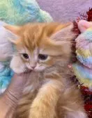 ラガマフィン【千葉県・女の子・2020年10月7日・レッドタビー】の写真3