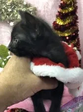 エジプシャンマウ【千葉県・男の子・2018年11月4日・ブラックスモーク】の写真3