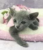 ロシアンブルー【千葉県・女の子・2018年5月17日・ブルー】の写真3「美しい、お顔のロシアンブルーの女の子です。」