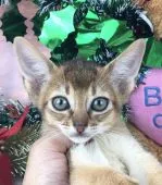 アビシニアン【千葉県・男の子・2018年9月26日・ルディ】の写真3