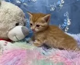 マンチカン(長足)【千葉県・女の子・2024年3月24日・レッドタビー】の写真3「ペロ」