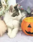 ノルウェージャンフォレストキャット【千葉県・女の子・2018年6月29日・ブラウンパツチドタビー&ホワイト】の写真3