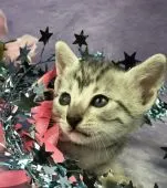 エジプシャンマウ【千葉県・男の子・2019年3月18日・シルバー】の写真3