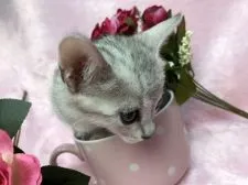 エジプシャンマウ【千葉県・女の子・2018年1月27日・シルバー】の写真3「綺麗に撮ってね‼️」