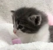 ノルウェージャンフォレストキャット【千葉県・男の子・2018年2月24日・ブルーアンドホワイト】の写真3「横顔もいけてるでしょう。」