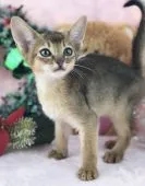 アビシニアン【千葉県・男の子・2018年9月26日・ルディ】の写真4