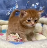 マンチカン(長足)【千葉県・男の子・2024年3月24日・レッドタビー】の写真4