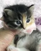サイベリアン【千葉県・女の子・2019年8月13日・キャリコ】の写真4