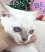 トンキニーズ【千葉県・男の子・2018年9月27日・プラチナ ミンク】の写真4