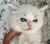 ラグドール【千葉県・女の子・2023年2月9日・ブルーポイント】の写真4