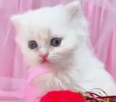 ラガマフィン【千葉県・女の子・2023年11月22日・クリーム&ホワイト】の写真4