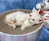 マンチカン(短足)【千葉県・男の子・2024年3月26日・クリームタビー】の写真5