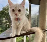 サイベリアン【千葉県・女の子・2023年5月30日・クリームタビー】の写真5