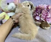 マンチカン(短足)【千葉県・女の子・2022年7月23日・クリームタビー】の写真5