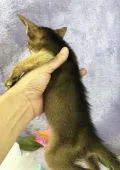アビシニアン【千葉県・男の子・2019年5月21日・ルディ】の写真5