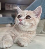 マンチカン【・女の子・2024年3月14日・クリームタビー】