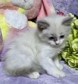 ラグドール【千葉県・女の子・2020年3月30日・シールポイントバイカラー】の写真5