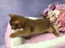 アビシニアン【千葉県・男の子・2018年2月2日・レッド】の写真5「さあ、捕まえに行こう！」