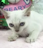 トンキニーズ【千葉県・男の子・2018年9月27日・プラチナ ミンク】の写真5