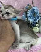 シンガプーラ【千葉県・男の子・2018年4月5日・セピアアグーチ】の写真5「全身は、こんな感じ！」