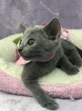 ロシアンブルー【千葉県・女の子・2018年5月17日・ブルー】の写真5「横顔もキュート」