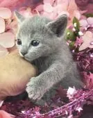 ロシアンブルー【千葉県・女の子・2019年3月11日・ブルー】の写真5