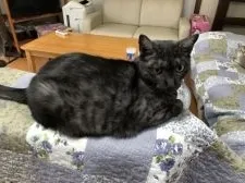 エジプシャンマウ【千葉県・男の子・2018年11月4日・ブラックスモーク】の写真5「大人になるとカッチョ良いです。」