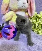 ブリティッシュショートヘア【千葉県・男の子・2020年3月28日・ブルー】の写真5